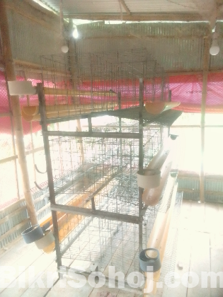 লেয়ার মুরগির ডিম পাড়া খাঁচা।